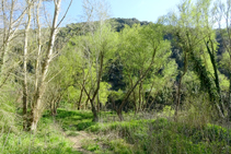 El bosc de ribera al congost.