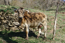 Vaca. Ens trobem en una zona de gran activitat ramadera.