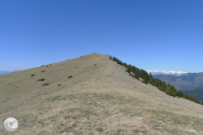 Costa Pubilla o Pla de Pujalts (2.056m) al Montgrony 1 