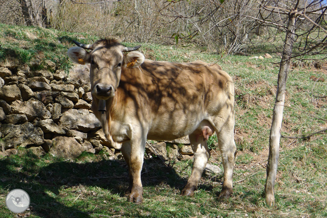 Costa Pubilla o Pla de Pujalts (2.056m) al Montgrony 1 