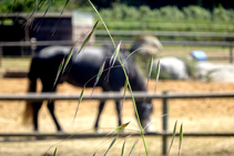 Cavalls al costat del camí.