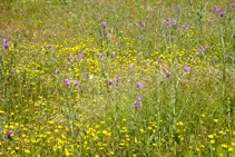 Esclat primaveral als camps dels Torrents.