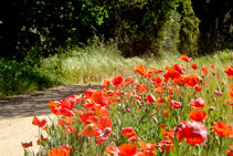 Roselles als marges (<i>Papaver rhoeas</i>).