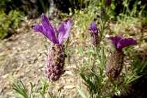 Caps d´ase o tomaní (<i>Lavandula stoechas</i>) al marge del corriol. Finals d´abril.