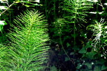 Cua de cavall grossa (<i>Equisetum telmateia</i>) omnipresent a la riera de Tamariu.