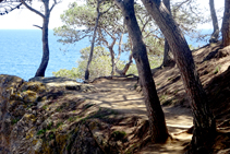 Camí de ronda essencial: pins, roca i mar.