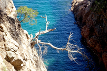 A la Costa Brava el pi blanc pateix tant com el negre.