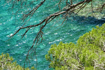 Els pins i el mar conformen boniques combinacions de color i llum.