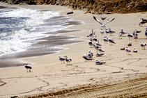 Grup de gavians argentats (<i>Larus michahellis</i>).