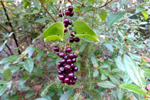 Arítjol, planta enfiladissa típica d´aquests boscos.