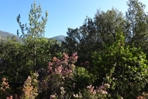 Detall del bosc camí a coll de Jou.