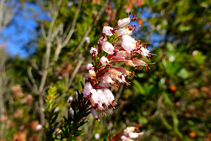 El bruc d´hivern (Erica multiflora) a l´alzinar de coll de Jou.