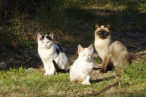 Habitants de la masia de Colldejou.