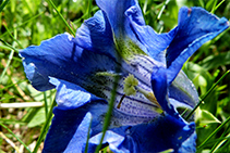 Pel camí anem trobant genciana (<i>Gentiana acaulis</i>).