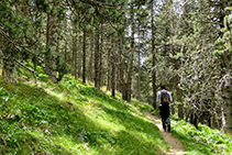 Caminet que s´endinsa al bosc de Jovell.