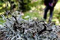 Dins el bosc de Jovell trobem molts líquens.