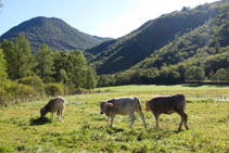 Vaques pasturant en un prat proper al salencar.