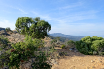 Sabina a la carena dels Carcaixells.