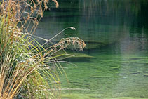 Vegetació aquàtica al riu Estrets.