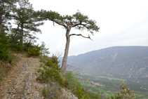 La vall de Cabó des del peu del cingle.