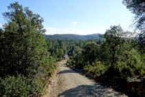 El bosc del massís de les Gavarres.