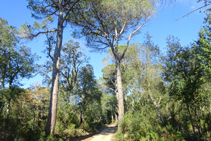 Pineda al massís de les Gavarres.