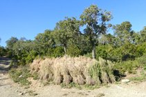 Recol·lecció de bruc per fer escombres.