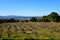 Camps de vinya de la Denominació d´Origen Empordà.