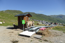 Vaques gaudint de les pistes d´esquí.