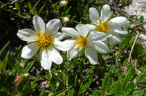 <i>Dryas octopetala</i> al coll dels Isards.