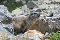 Marmota a les roques del vessant N del pic de les Abelletes.