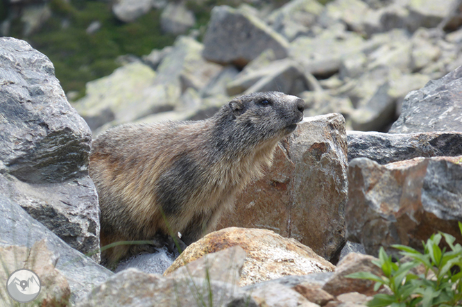 Estany de les Abelletes i pics d