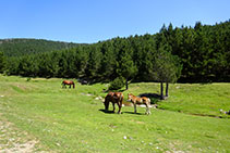 Cavalls i poltres en un marcat ambient pastorívol.