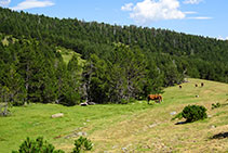 Prats, cavalls i bosc de pi negre.