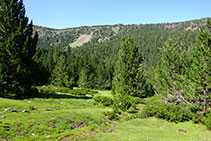 Bosc de pi negre amb sotabosc de neret: estatge subalpí.