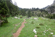 Bosc subalpí camí del circ de Baciver.