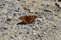 Papallona al camí de les Pardines.