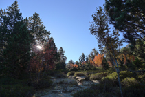 Colors de tardor al bosc.