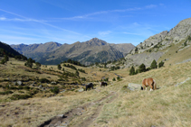 Cavall al costat del camí.