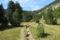 El bosc deixa pas a una zona oberta.