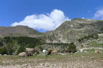 Algunes vaques pasturant prop del refugi.