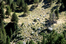 Arbres caiguts al barranc.