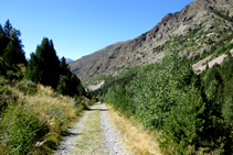 Pista de l´Obaga de Moró, als seus marges hi abunden les gerderes.