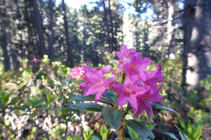 Les vistoses flors del neret.