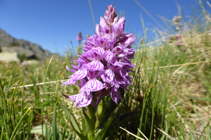 L´orquis maculat, típica orquídia de zones humides.