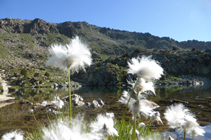 Cotoneres a l´estanyol d´Ensagents.