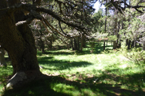 El bosc de Campeà, on el camí es perd.