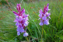 Orquídies salvatges.