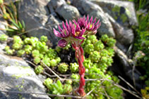 Bonica <i>Sempervivum</i>.