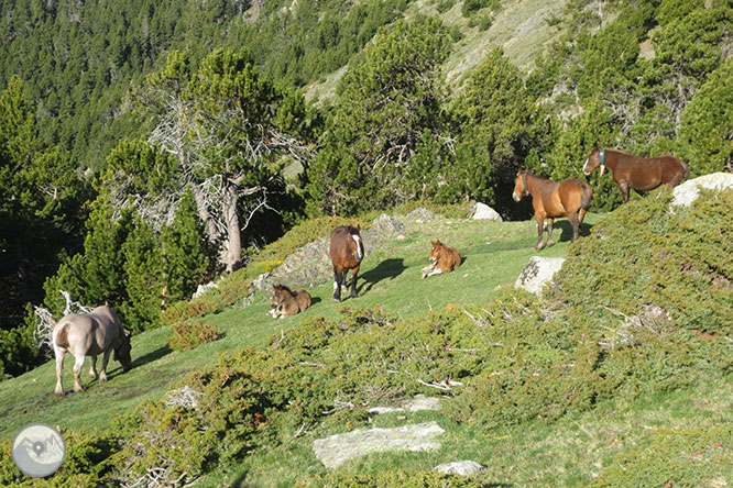 GR 11 - Etapa 13: Refugi de Malniu - Refugi de l